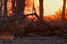 Kurz vor Sonnenuntergang